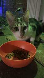 Found/Stray Female Cat last seen Off Thompson Rd & Seaton Drive Mint Hill NC, Mint Hill, NC 28227