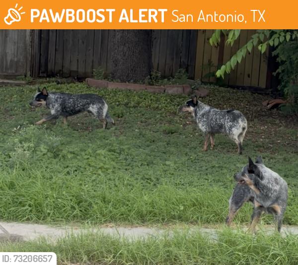 Found/Stray Unknown Dog last seen Greenhaven Dr, San Antonio, TX 78201