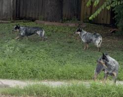 Found/Stray Unknown Dog last seen Greenhaven Dr, San Antonio, TX 78201