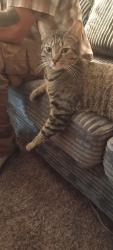Reunited Male Cat last seen Yeoman Way, Citrus Heights, CA 95610, USA, Citrus Heights, CA 95610
