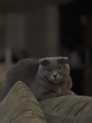 Lost Female Cat last seen Near 39th st S Auburn, Auburn, WA 98001