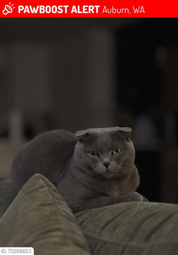 Lost Female Cat last seen Near 39th st S Auburn, Auburn, WA 98001
