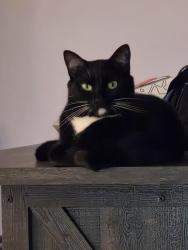 Lost Male Cat last seen S State Avenue, Matthews Avenue, Lawrence Ave, Indianapolis, IN 46227