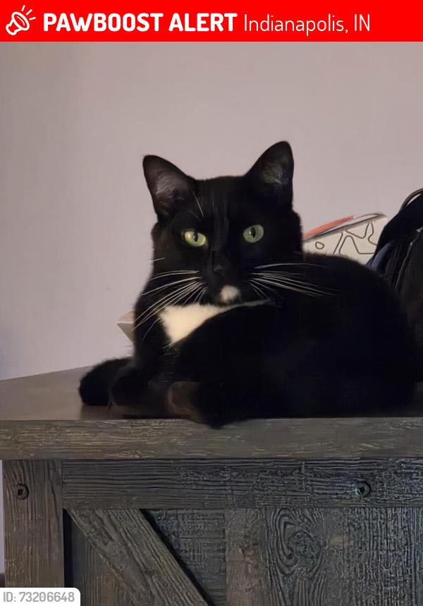 Lost Male Cat last seen S State Avenue, Matthews Avenue, Lawrence Ave, Indianapolis, IN 46227