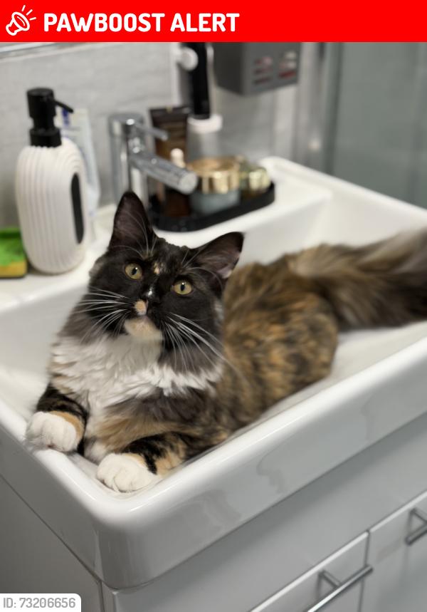 Lost Female Cat last seen back gardens at Croydon Close, West Midlands, England CV3 5EJ
