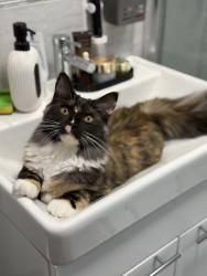Lost Female Cat last seen back gardens at Croydon Close, West Midlands, England CV3 5EJ