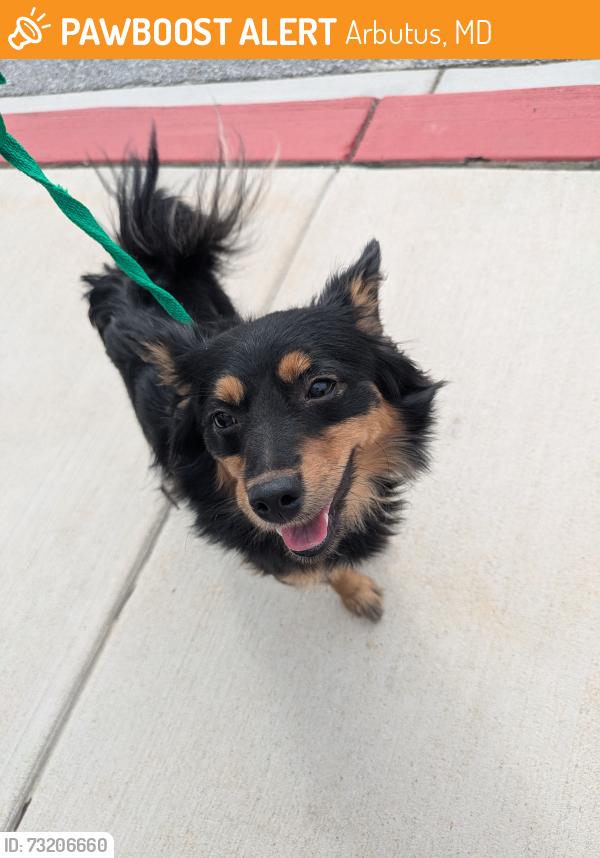 Found/Stray Female Dog last seen Circle drive Arbutus MD, Arbutus, MD 21227