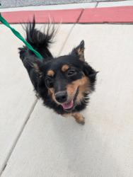 Found/Stray Female Dog last seen Circle drive Arbutus MD, Arbutus, MD 21227