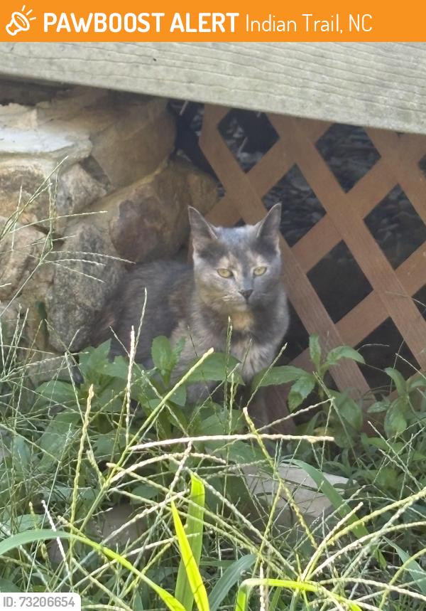 Found/Stray Female Cat last seen Stinson Hartis Rd, Indian Trail, NC 28079