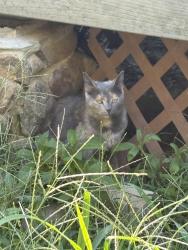 Found/Stray Female Cat last seen Stinson Hartis Rd, Indian Trail, NC 28079