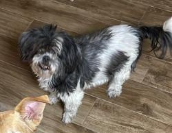 Reunited Female Dog last seen Sugarhill dr and Tioga, San Antonio, TX 78230