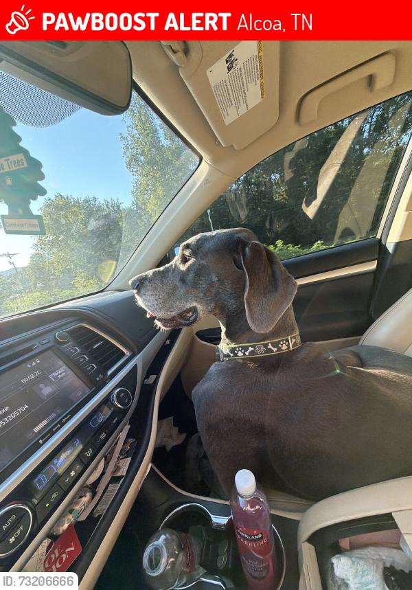 Lost Female Dog last seen Karm, Alcoa, TN 37701