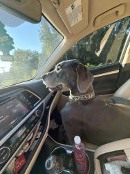 Lost Female Dog last seen Karm, Alcoa, TN 37701