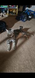 Reunited Male Cat last seen Princess Place and Southwood Drive, Racine, WI 53406