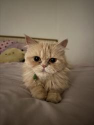 Lost Female Cat last seen Home avenue, San Diego near Charles Lewis III Memorial park, San Diego, CA 92105