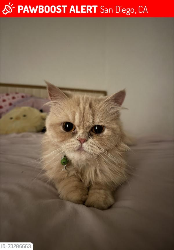 Lost Female Cat last seen Home avenue, San Diego near Charles Lewis III Memorial park, San Diego, CA 92105