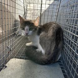Shelter Stray Female Cat last seen , 980 Guilford College Rd, Greensboro, NC 27409, USA