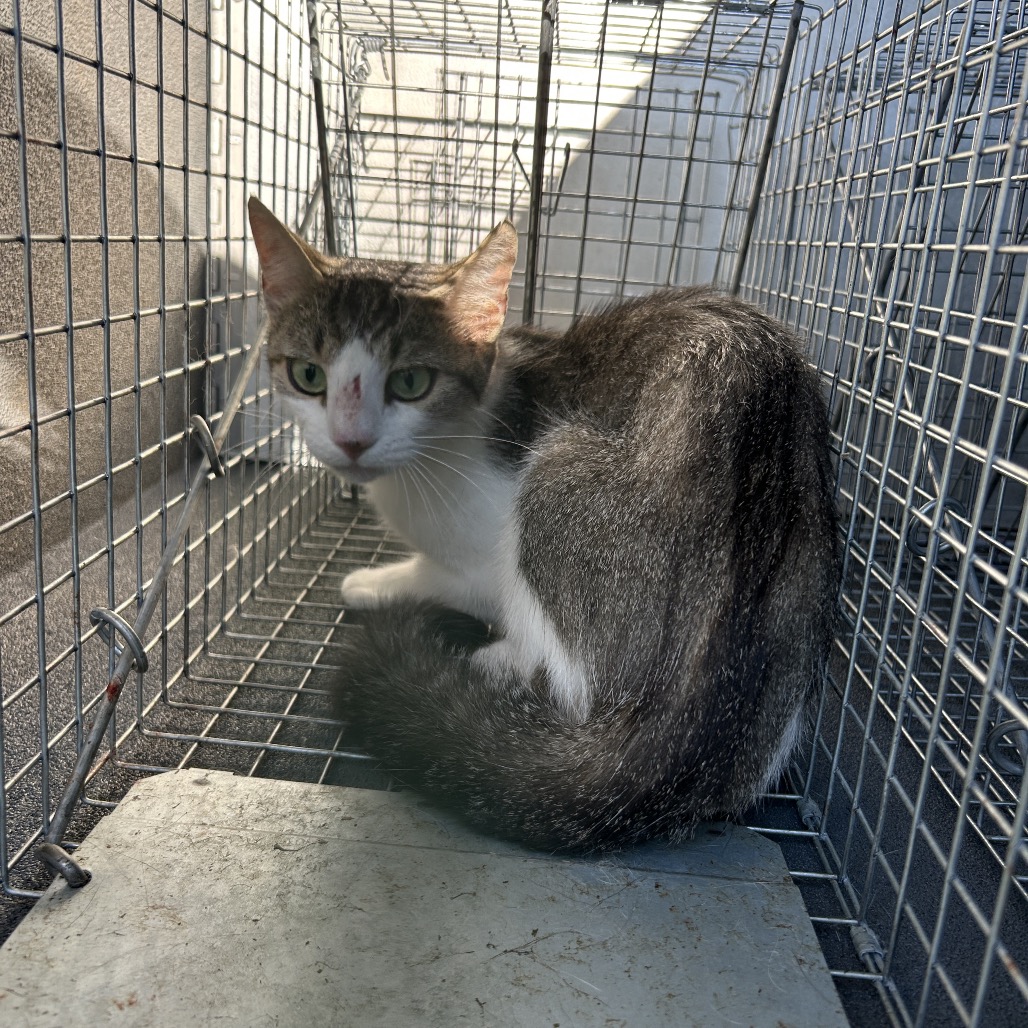 Shelter Stray Female Cat last seen , 980 Guilford College Rd, Greensboro, NC 27409, USA