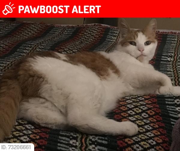 Lost Male Cat last seen Sycamore Road, Atherton, England M46 9EB