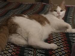 Lost Male Cat last seen Sycamore Road, Atherton, England M46 9EB