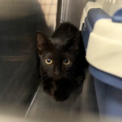 Shelter Stray Unknown Cat last seen , 980 Guilford College Rd, Greensboro, NC 27409, USA