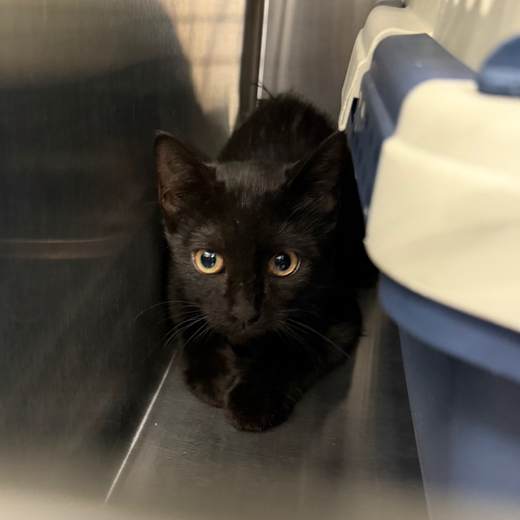 Shelter Stray Unknown Cat last seen , 980 Guilford College Rd, Greensboro, NC 27409, USA
