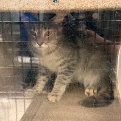 Shelter Stray Unknown Cat last seen , 980 Guilford College Rd, Greensboro, NC 27409, USA