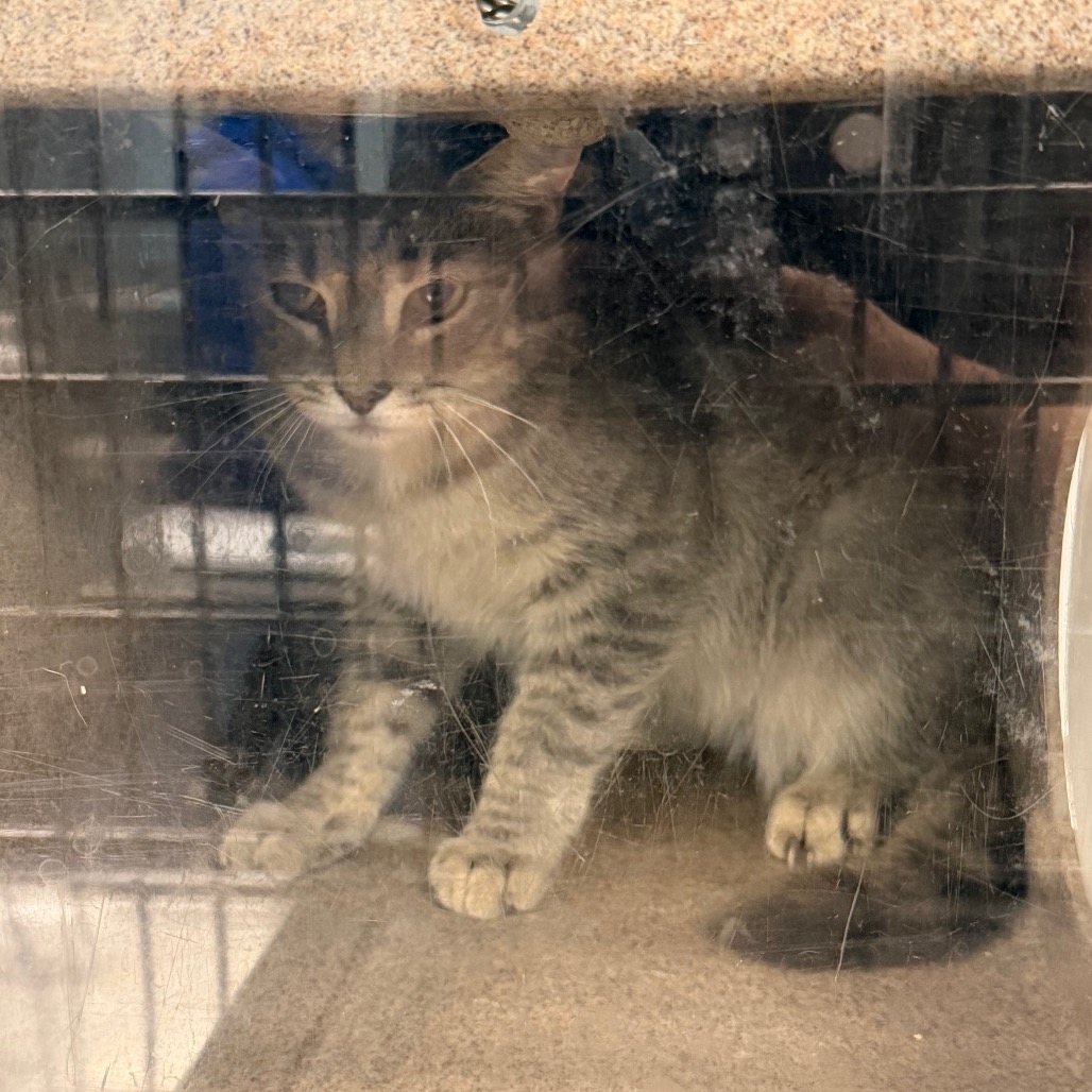 Shelter Stray Unknown Cat last seen , 980 Guilford College Rd, Greensboro, NC 27409, USA