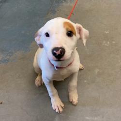 Shelter Stray Male Dog last seen , 2350 Appling City Cove, Memphis, TN 38133, USA