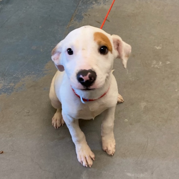 Shelter Stray Male Dog last seen , 2350 Appling City Cove, Memphis, TN 38133, USA
