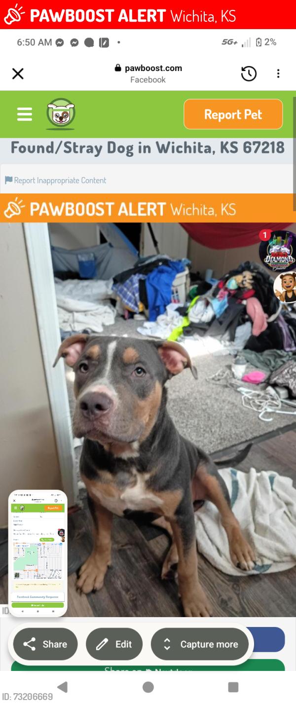 Lost Male Dog last seen S Oliver across from the park lane shopping center, Wichita, KS 67218