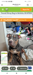 Lost Male Dog last seen S Oliver across from the park lane shopping center, Wichita, KS 67218