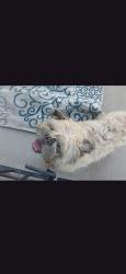Reunited Male Dog last seen Las Vegas, NV 89102, USA, Las Vegas, NV 89102