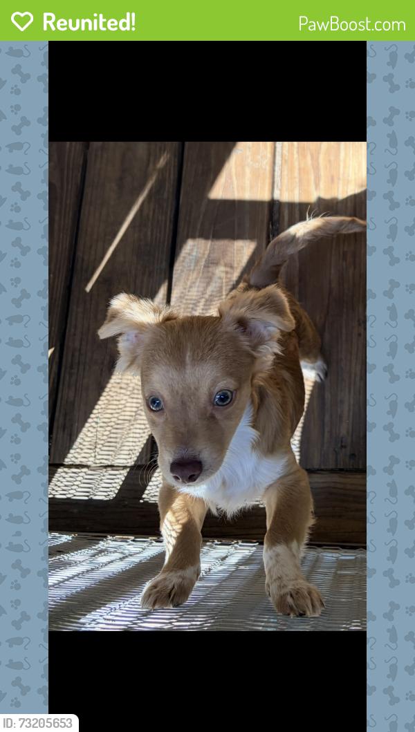 Reunited Male Dog last seen Springhill church road Knoxville ga, Crawford County, GA 31050