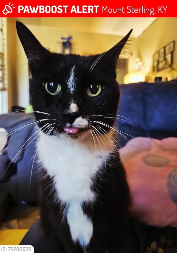 Lost Female Cat last seen Willow Street/Como Place, High Street, Mount Sterling, KY 40353
