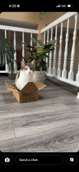 Reunited Female Cat last seen Walnut Hills Community, Centennial, CO 80112