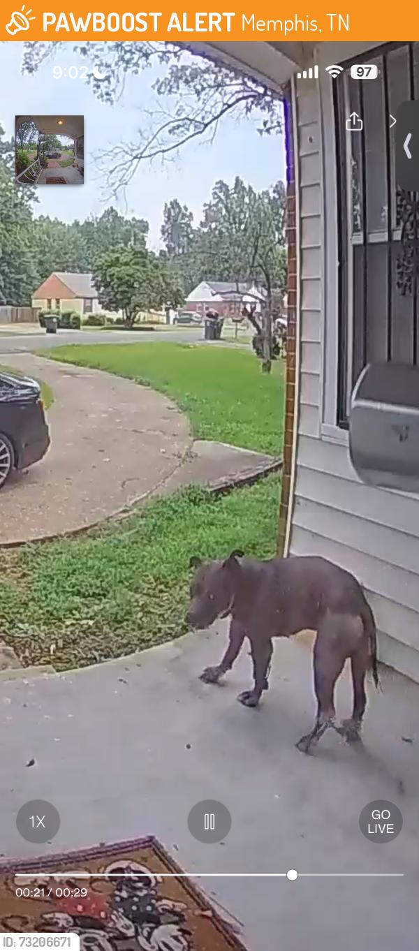 Found/Stray Male Dog last seen Raines rd and Hodge rd, Memphis, TN 38109