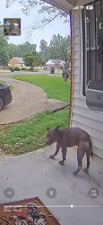 Found/Stray Male Dog last seen Raines rd and Hodge rd, Memphis, TN 38109