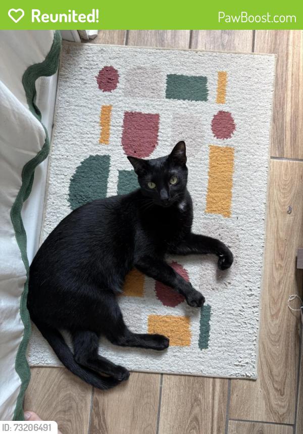 Reunited Male Cat last seen Rossmore & Pioneer, Pittsburgh, PA 15226
