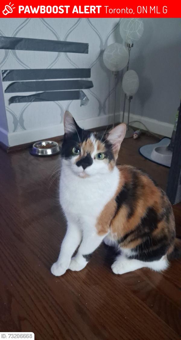 Lost Female Cat last seen Steeles Ave and Islington Ave, Toronto, ON M9L 2G2