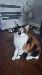 Lost Female Cat last seen Steeles Ave and Islington Ave, Toronto, ON M9L 2G2