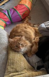 Reunited Male Cat last seen Post Drive, Suffolk, England IP14 4FL