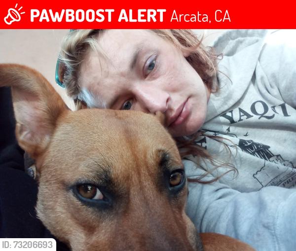 Lost Female Dog last seen Q, Arcata, CA 95521