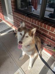 Found/Stray Male Dog last seen Mirror lake dr 77388, Harris County, TX 77388