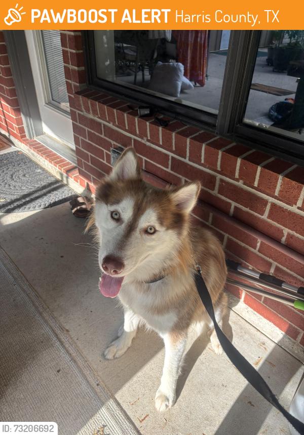 Found/Stray Male Dog last seen Mirror lake dr 77388, Harris County, TX 77388