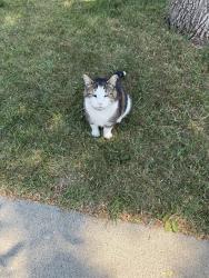 Lost Male Cat last seen Near St SW, Calgary (Glamorgan, Glenbrook area), Calgary, AB 