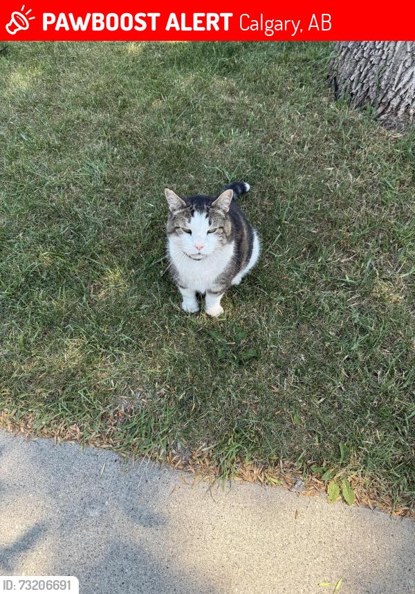 Lost Male Cat last seen Near St SW, Calgary (Glamorgan, Glenbrook area), Calgary, AB 