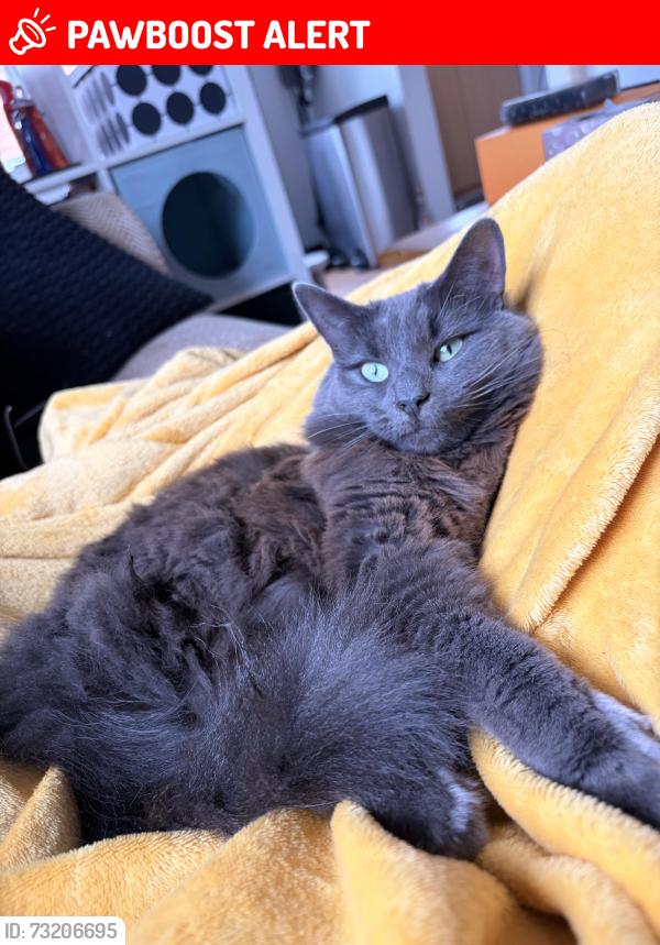 Lost Female Cat last seen Woodland Walk, Hampshire, England GU12 4FE