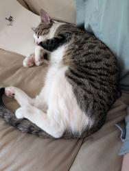 Reunited Male Cat last seen Riverside & Pitkin, Fort Collins, CO 80524
