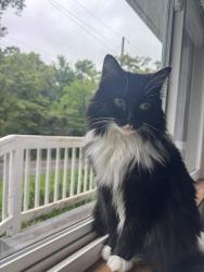 Lost Female Cat last seen Easton Ave, Chattanooga, TN 37415
